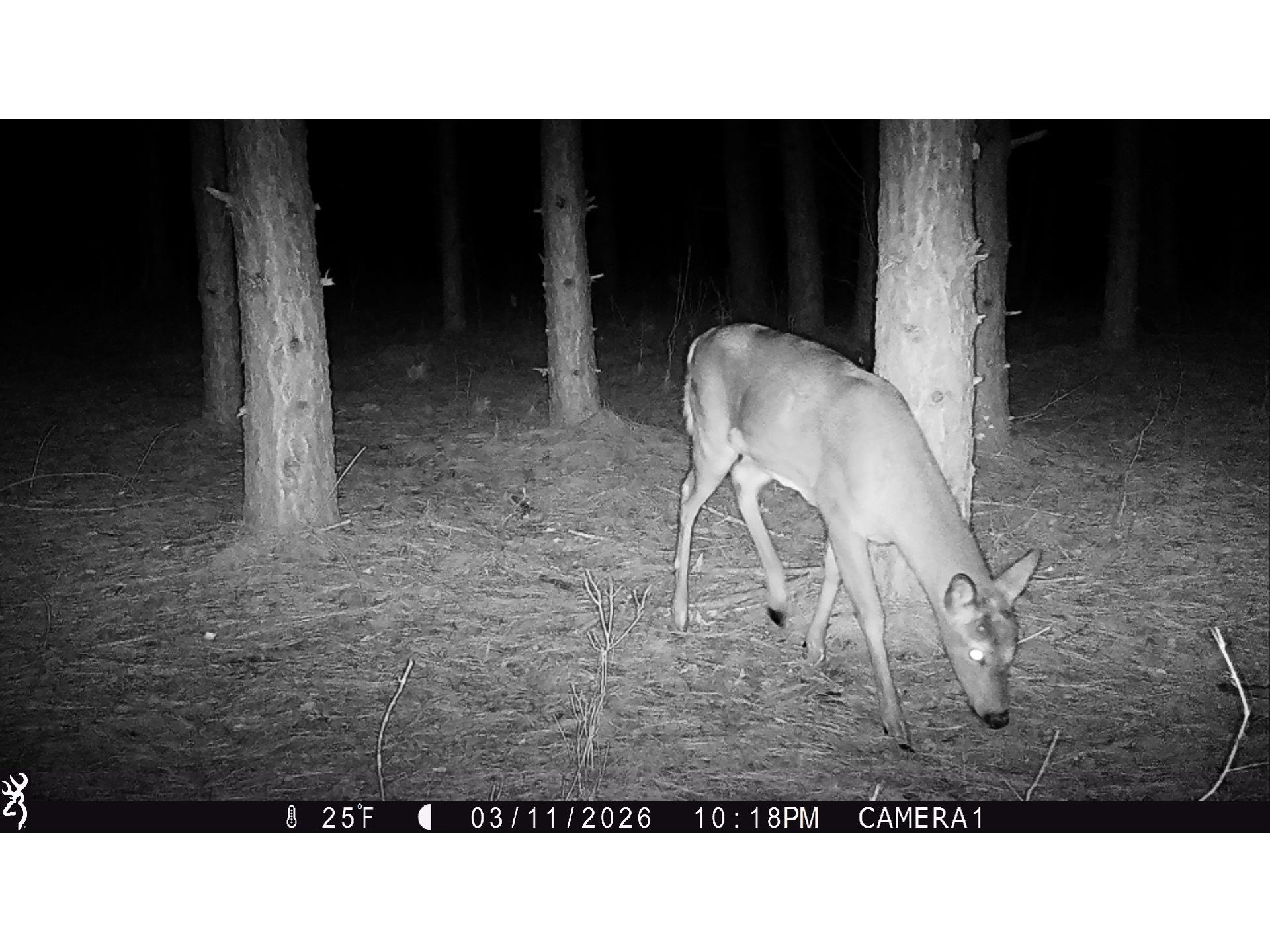 5 Acres 630th Street Colfax WI 54730 1599242 image29