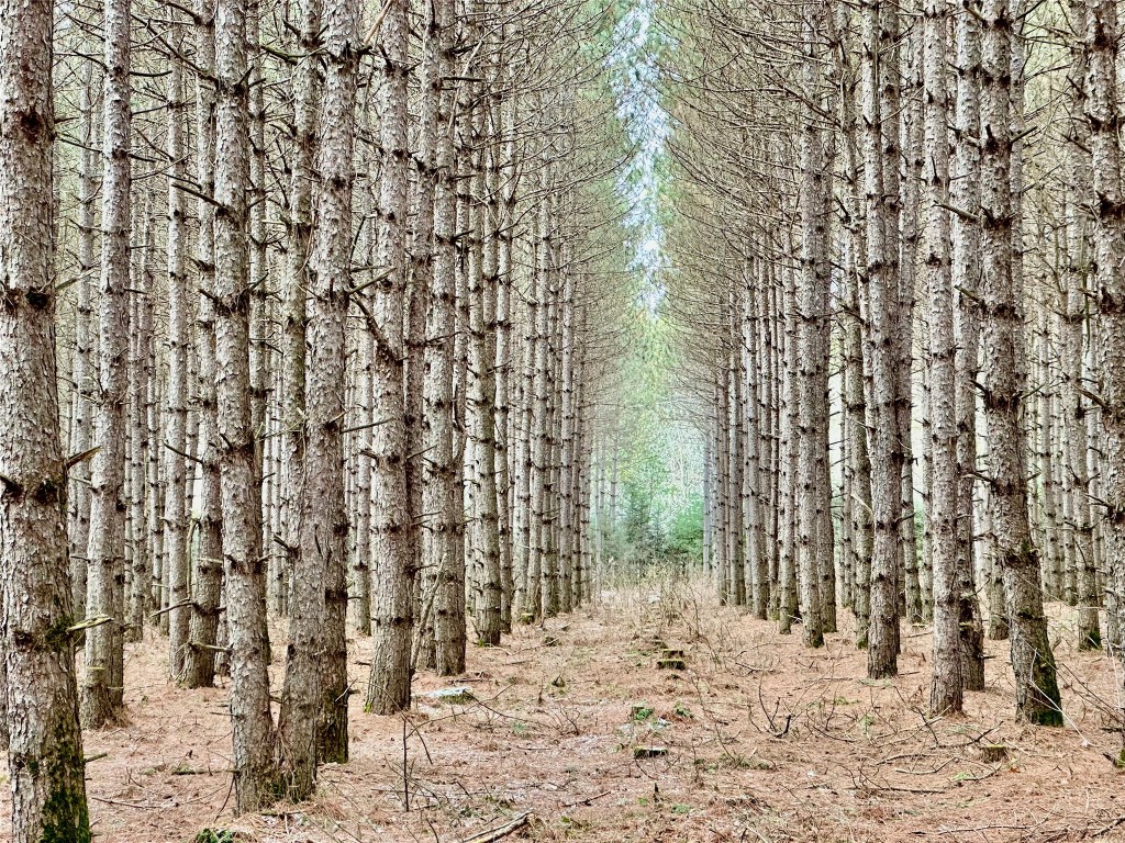 5 Acres 630th Street Colfax WI 54730 1599242 image6