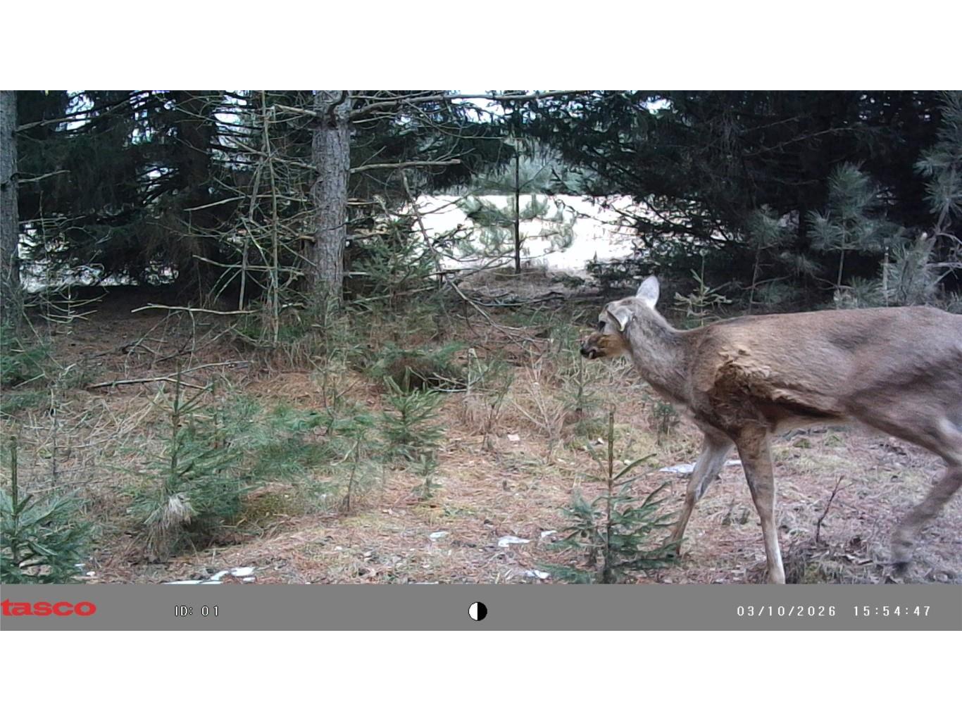 5 Acres 630th Street Colfax WI 54730 1599242 image7