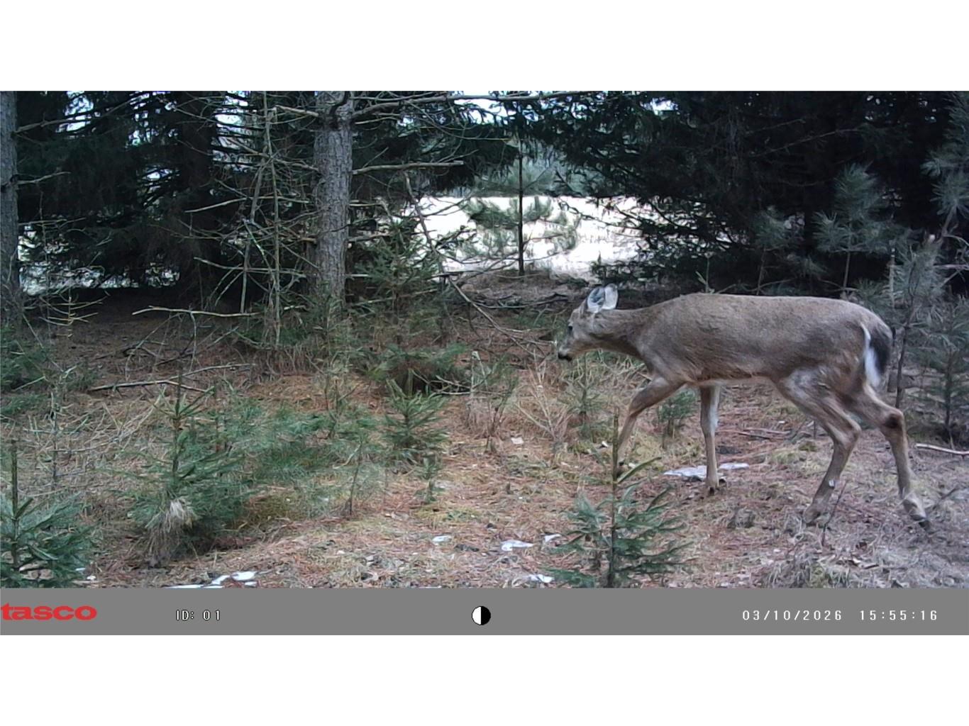 5 Acres 630th Street Colfax WI 54730 1599242 image8