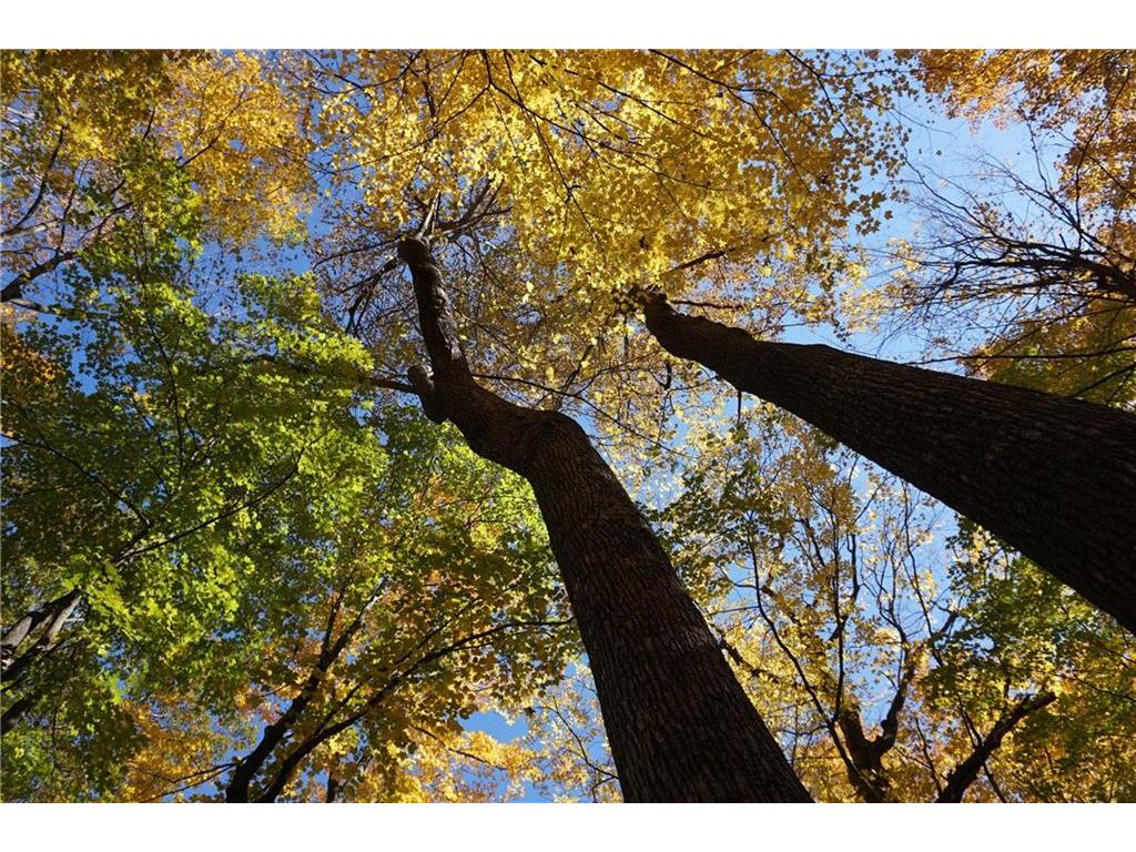 5+/- Acres Buckhorn Rd Sheldon WI 54766 1572119 image1