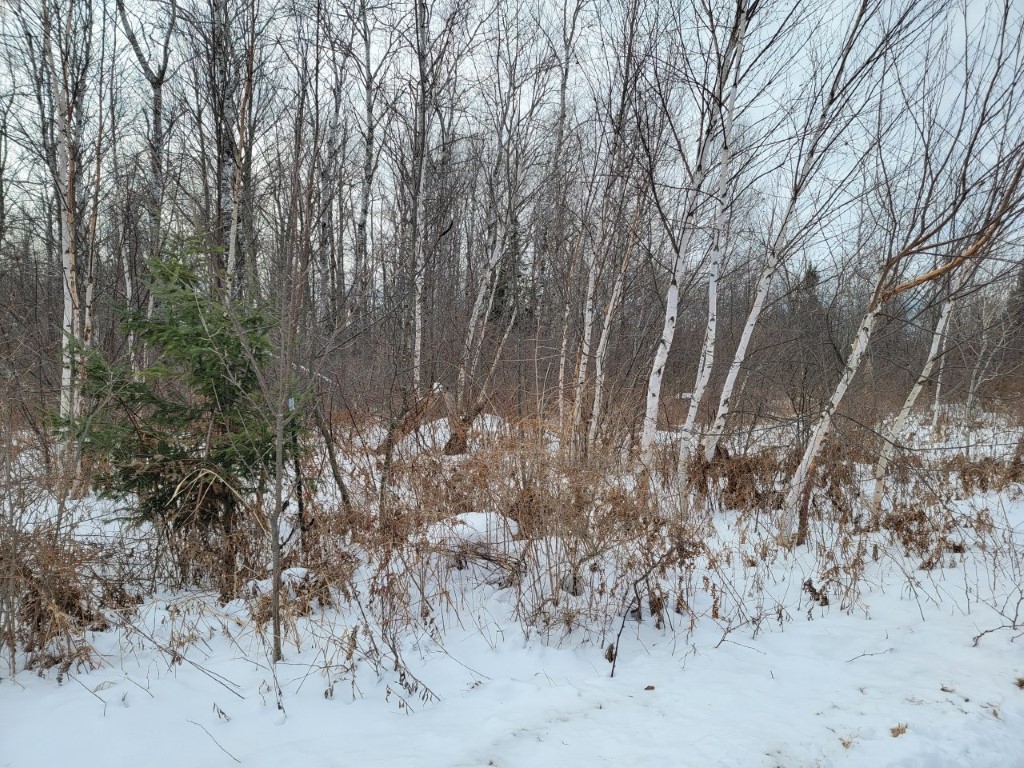 5 Acres off Weirgor Road Exeland WI 54835 1589390 image1
