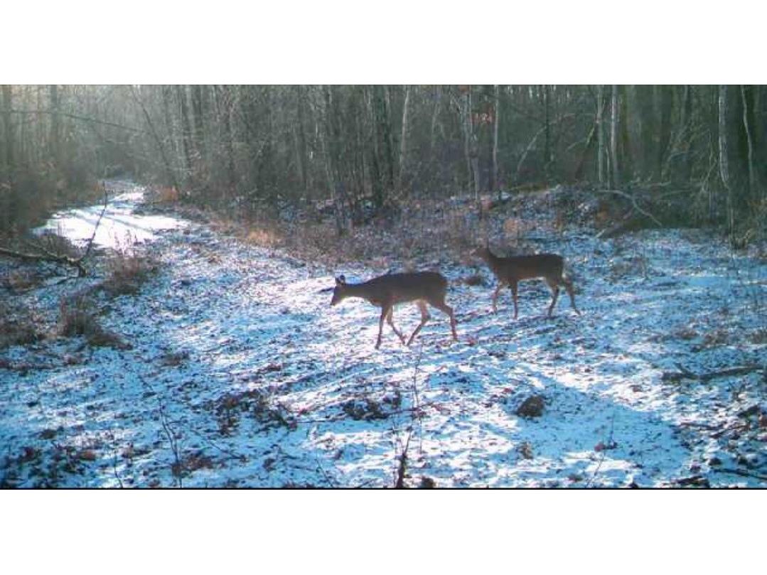 5770 N Bell School Road Ladysmith WI 54848 1580344 image1