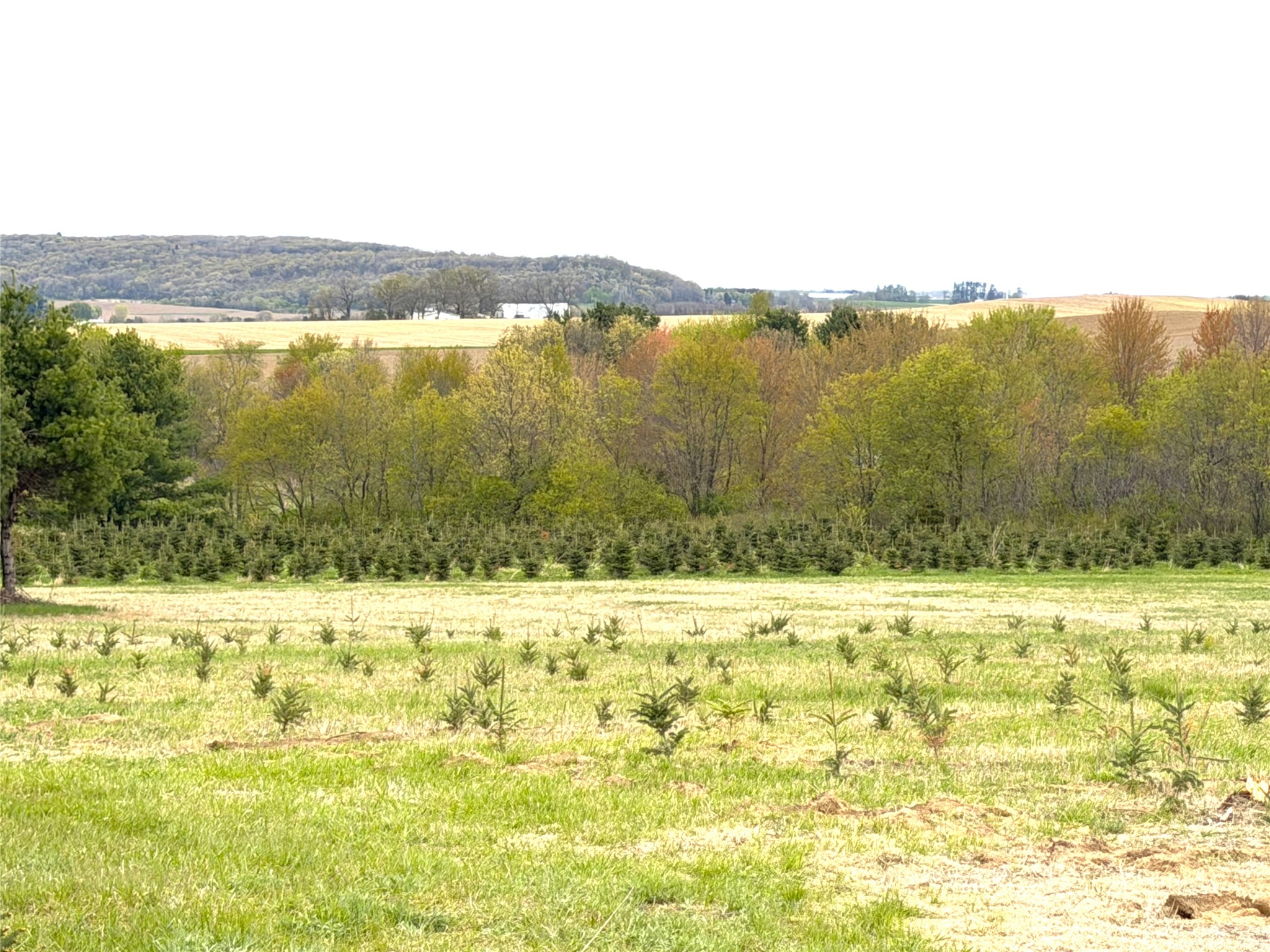 60 acres S. Pole Grove Rd Hixton WI 54635 1600886 image7