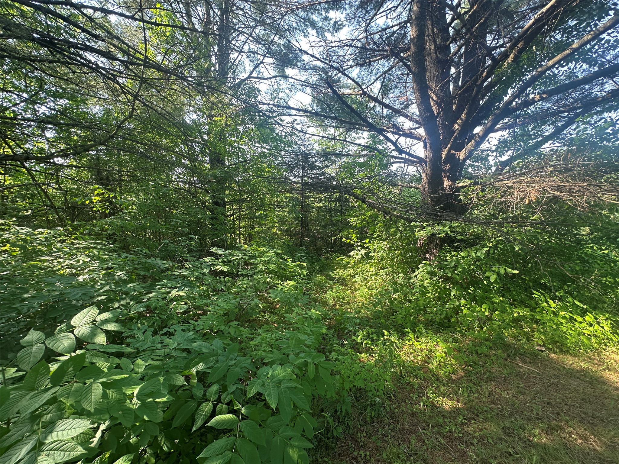 6901 N Zett Road Loretta WI 54896 1602873 image10