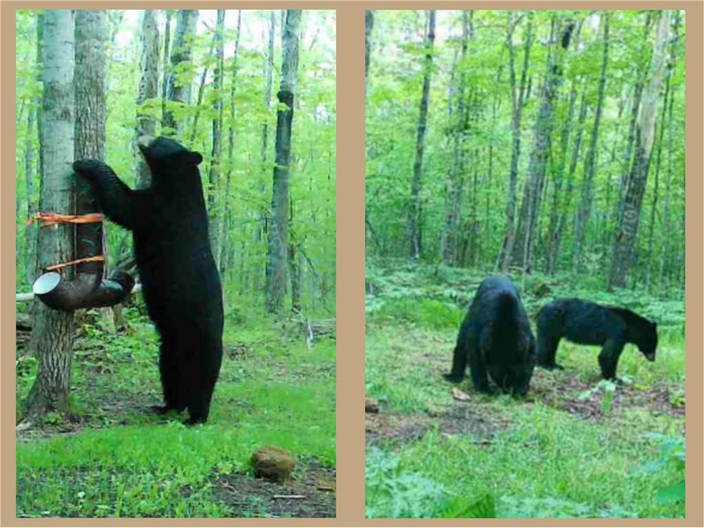 70455 Hoover Line Road Iron River WI 54847 1589577 image3