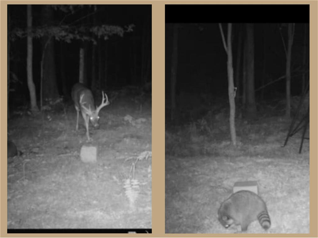 70455 Hoover Line Road Iron River WI 54847 1589577 image5