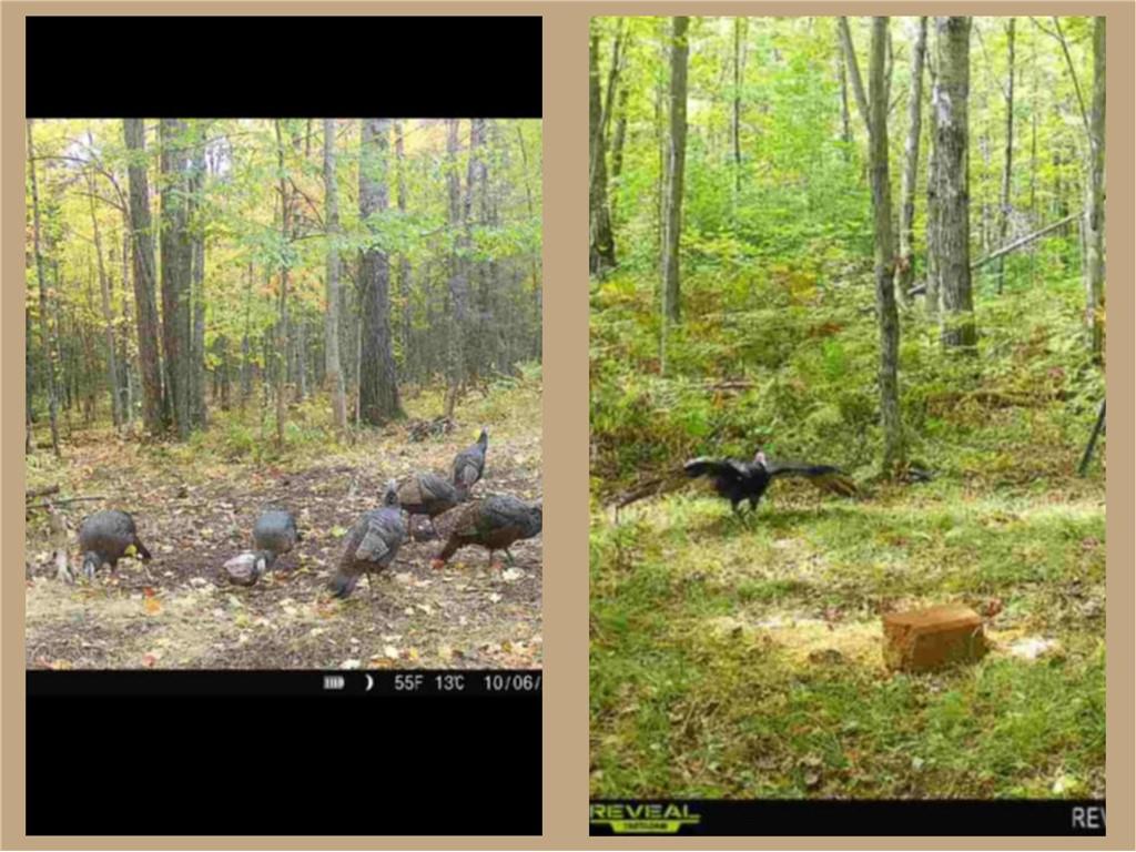 70455 Hoover Line Road Iron River WI 54847 1589577 image6