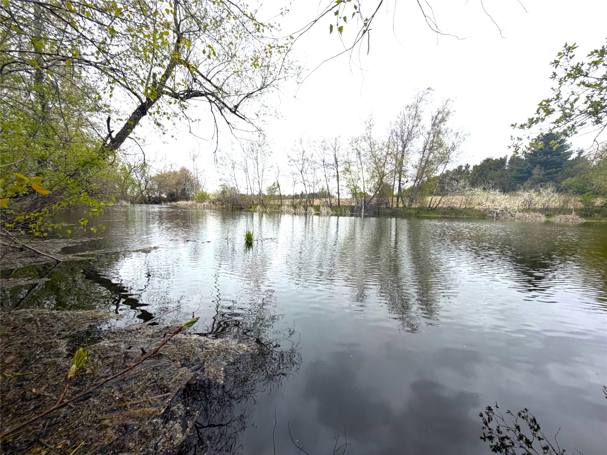 74 acres Sand Prairie Rd. Hixton WI 54635 1600885 image3