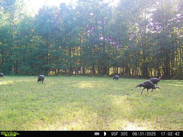 7487 W Poertner Road Neillsville WI 54456 1595674 image9