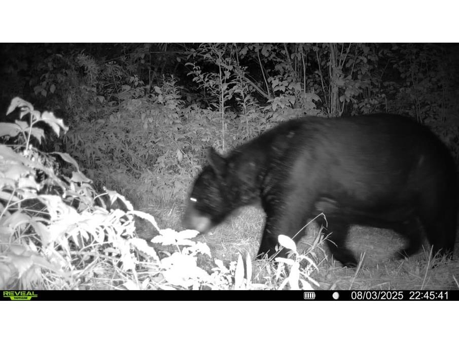 7649 W Hogsback Road Exeland WI 54835 1594325 image27