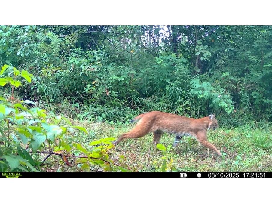 7649 W Hogsback Road Exeland WI 54835 1594325 image30