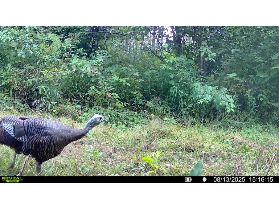 7649 W Hogsback Road Exeland WI 54835 1594325 image31