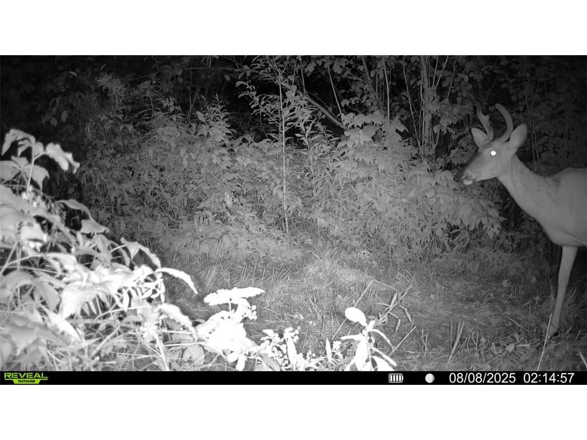 7649 W Hogsback Road Exeland WI 54835 1594325 image32