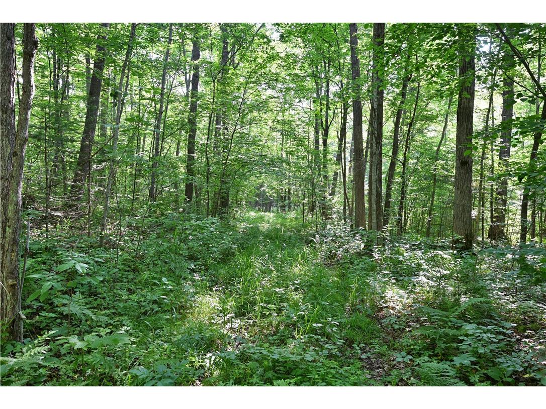 80 Acres 240th Street Cornell WI 54732 1593339 image1