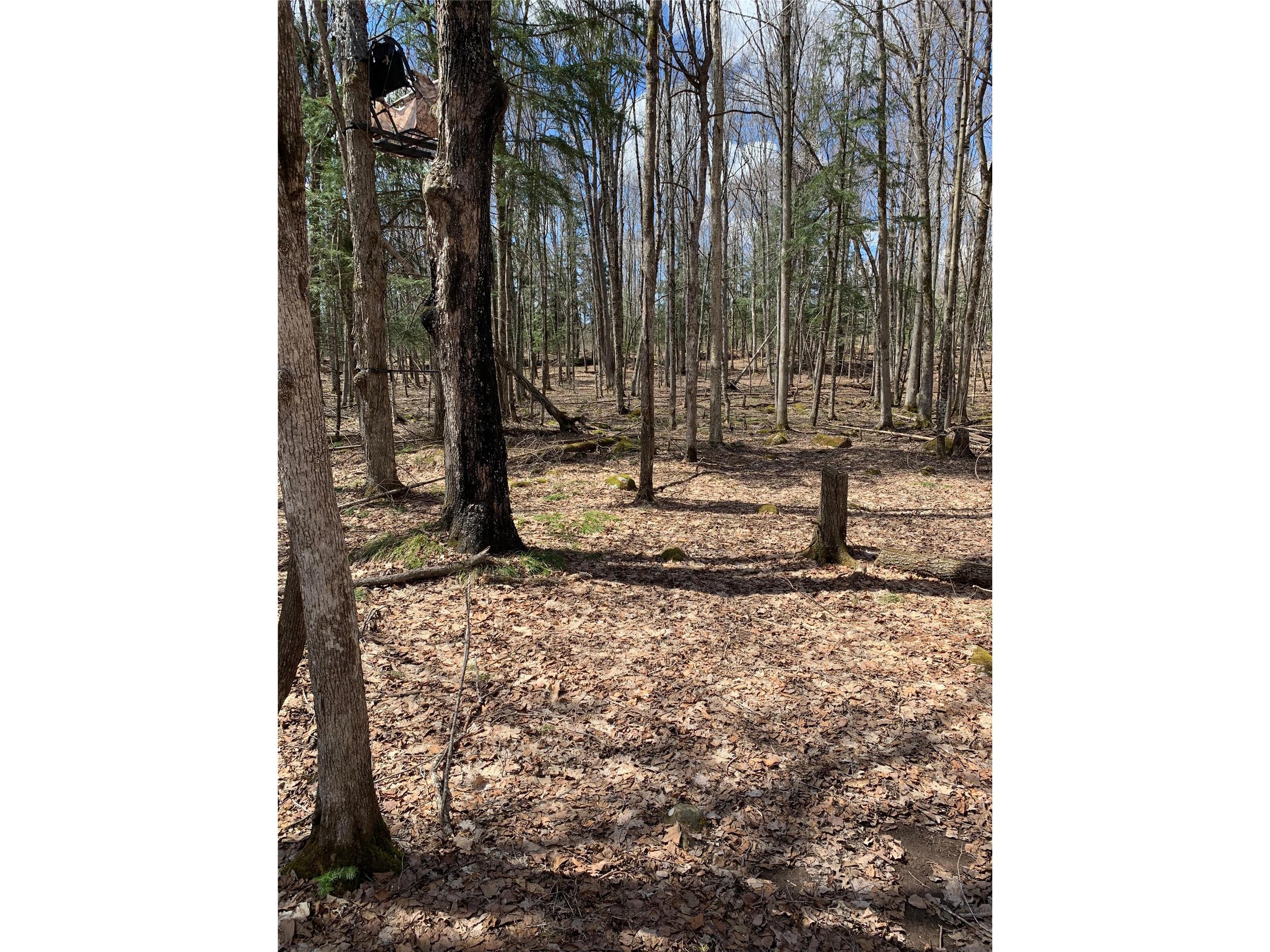 80+/- Acres Off South Park Road Butternut WI 54514 - Smith Creek 1600524 image10