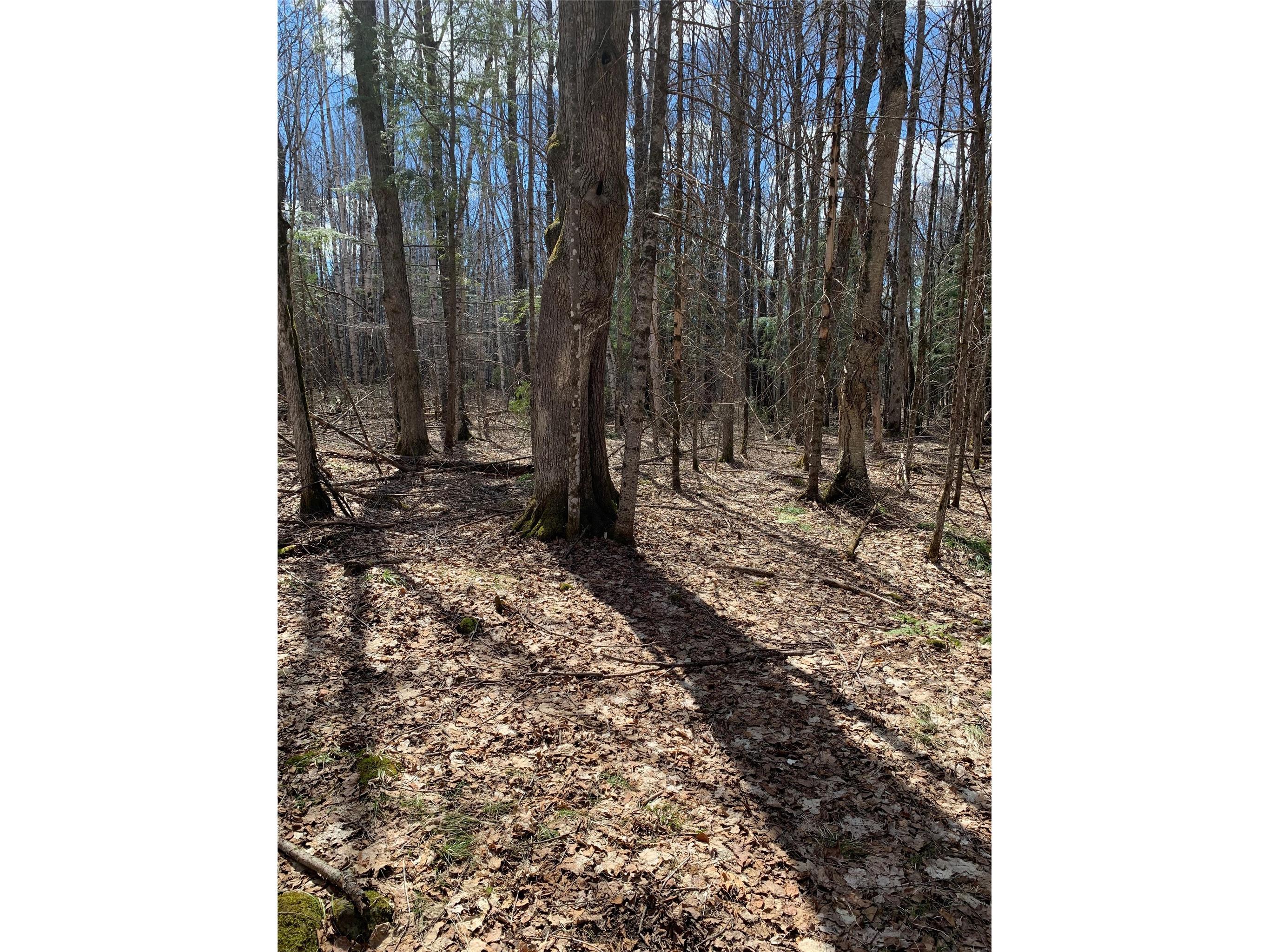 80+/- Acres Off South Park Road Butternut WI 54514 - Smith Creek 1600524 image11