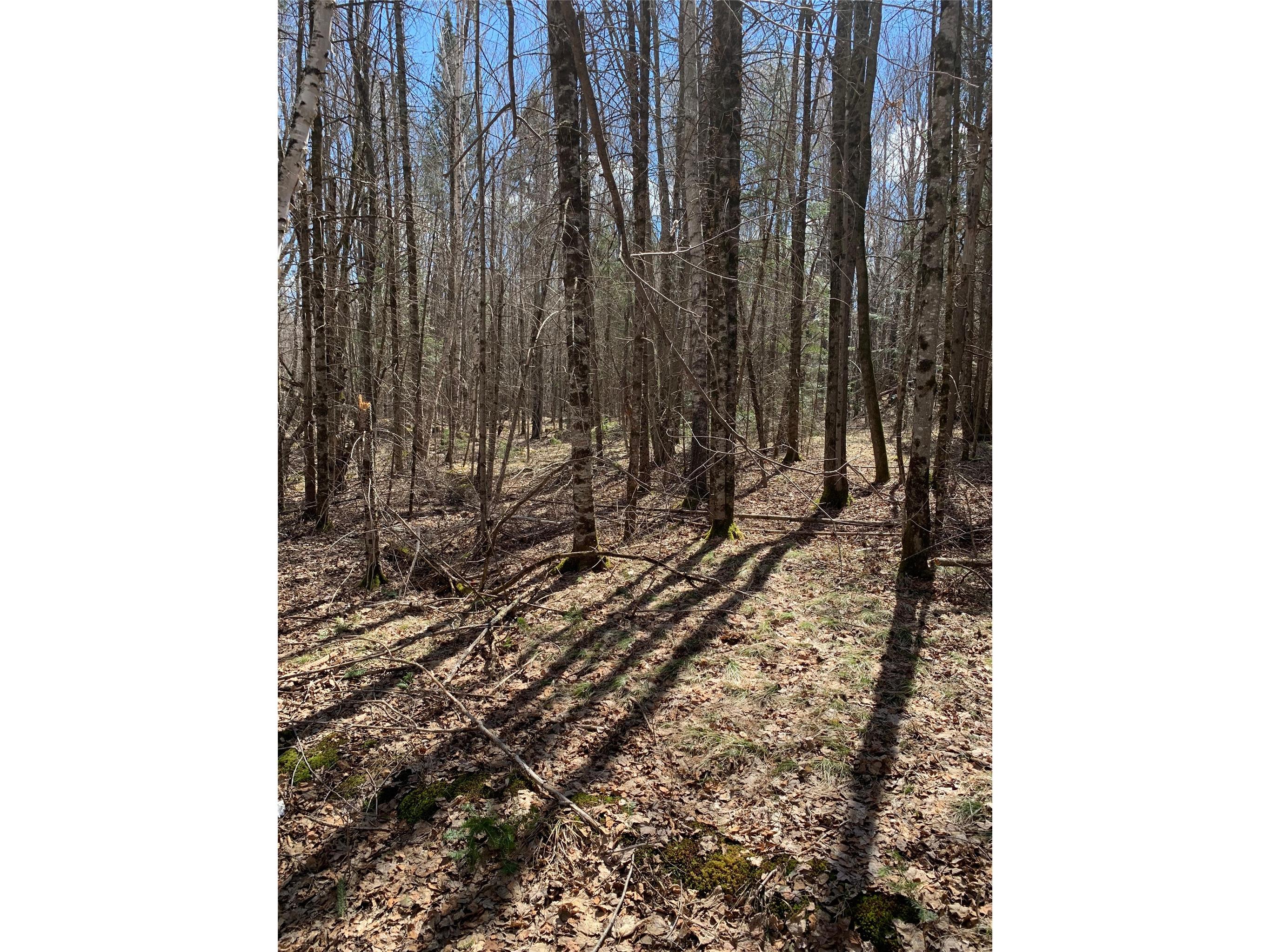 80+/- Acres Off South Park Road Butternut WI 54514 - Smith Creek 1600524 image14