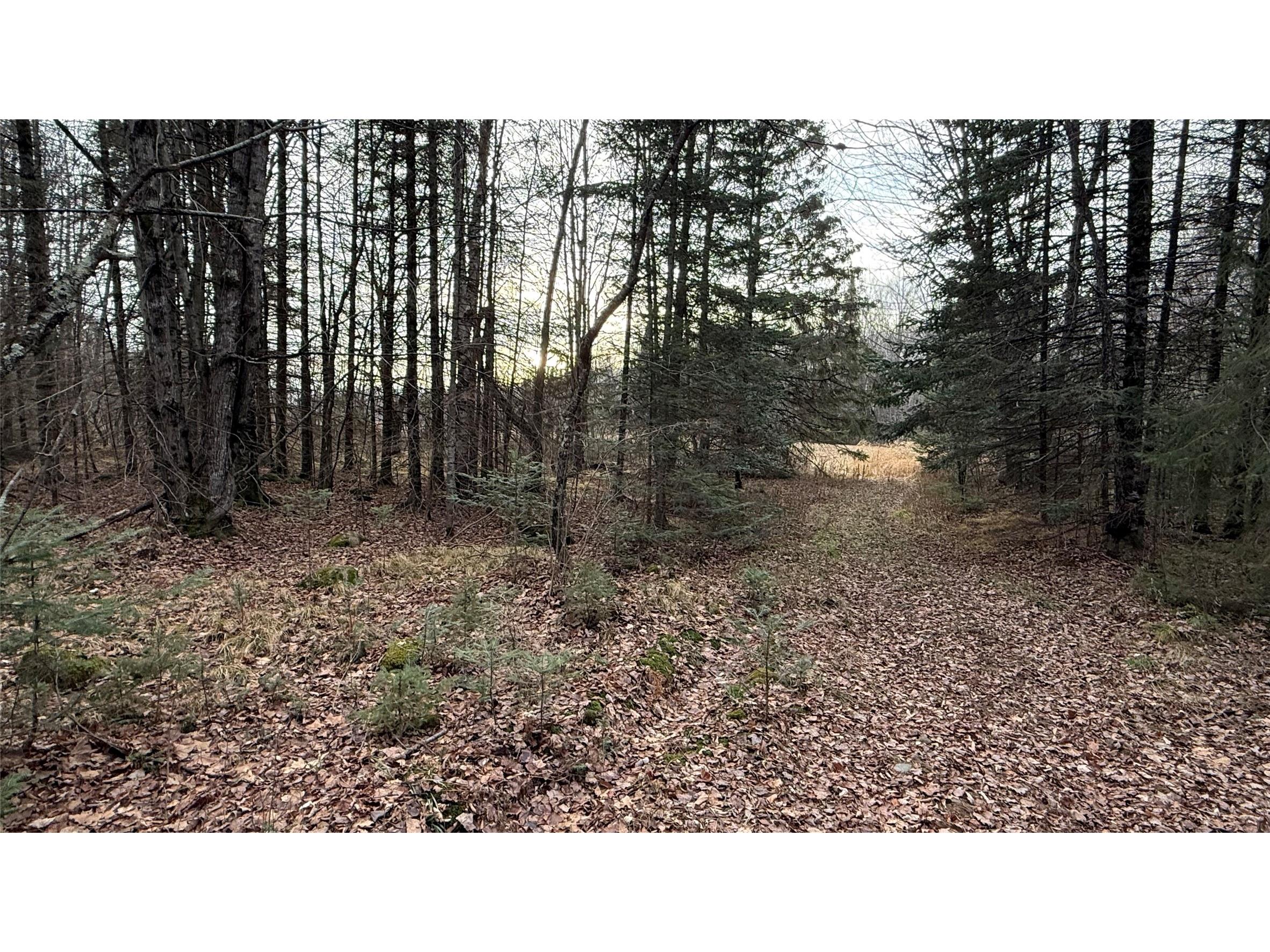 80+/- Acres Off South Park Road Butternut WI 54514 - Smith Creek 1600524 image2