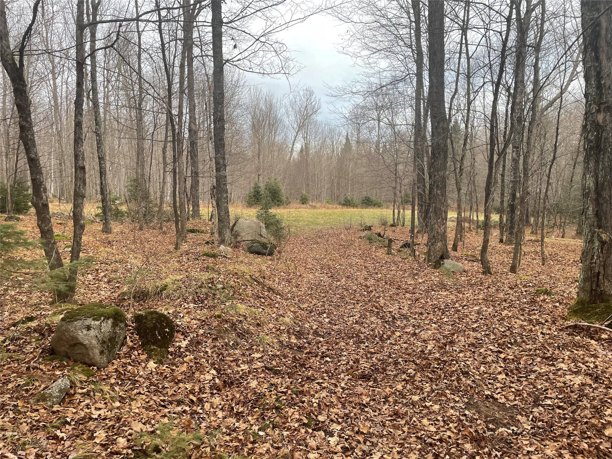 80+/- Acres Off South Park Road Butternut WI 54514 - Smith Creek 1600524 image3