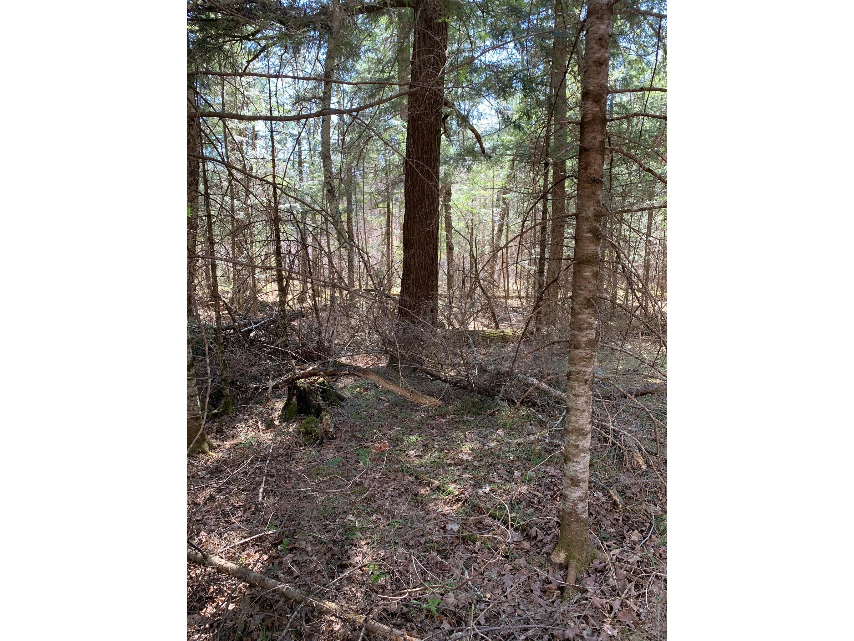 80+/- Acres Off South Park Road Butternut WI 54514 - Smith Creek 1600524 image38