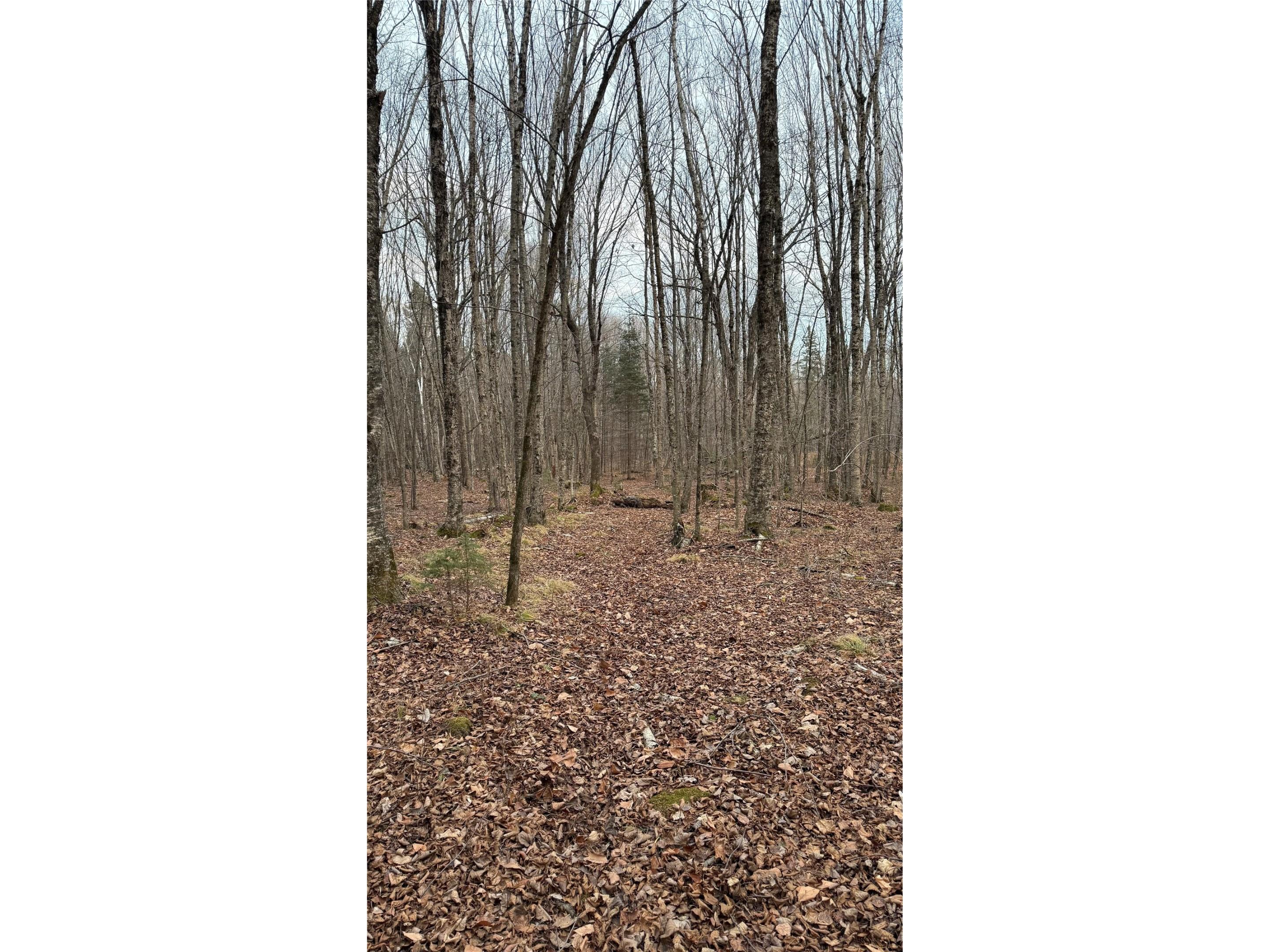 80+/- Acres Off South Park Road Butternut WI 54514 - Smith Creek 1600524 image44