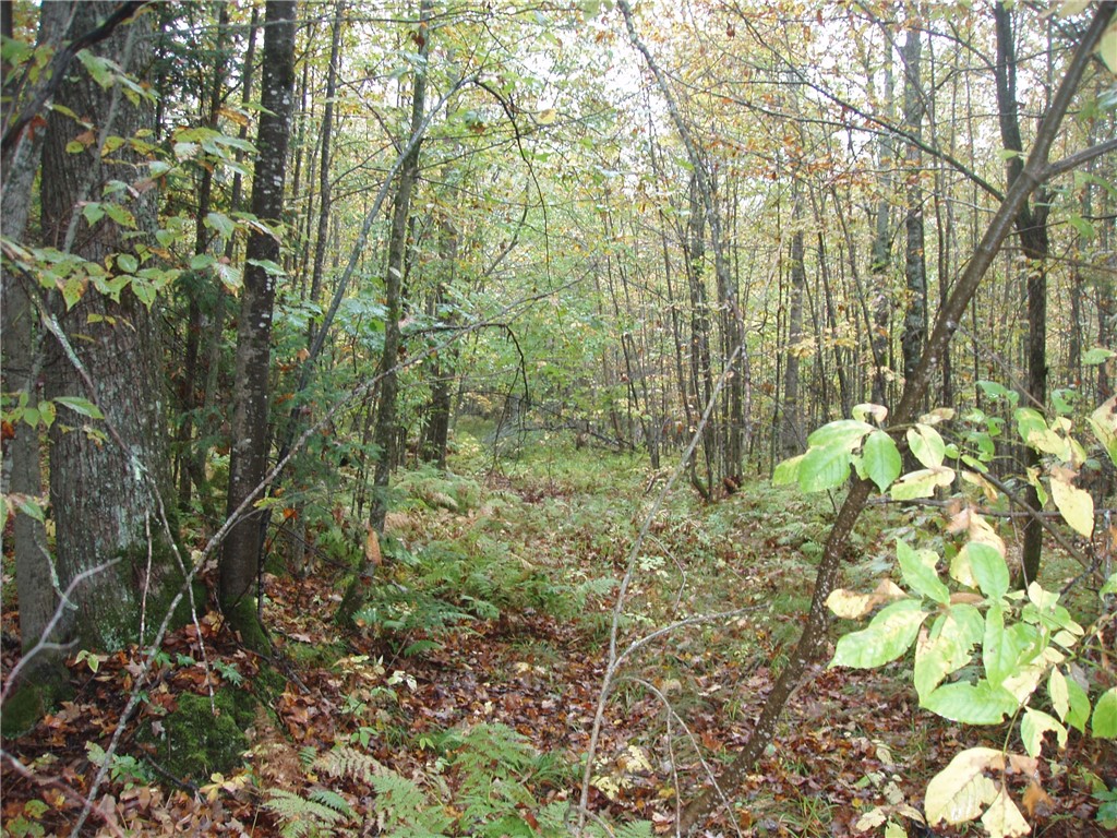 80+/- Acres On Bass Lake Road Park Falls WI 54552 1595724 image1