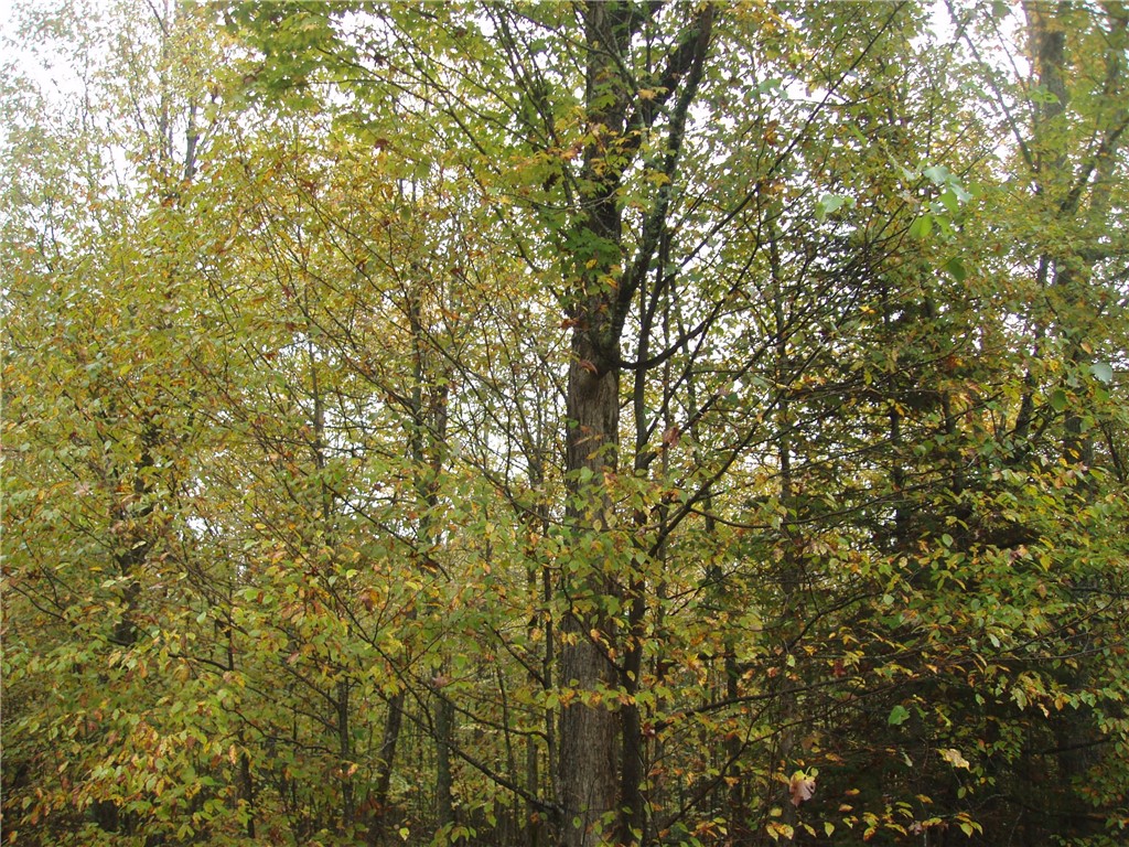 80+/- Acres On Bass Lake Road Park Falls WI 54552 1595724 image2