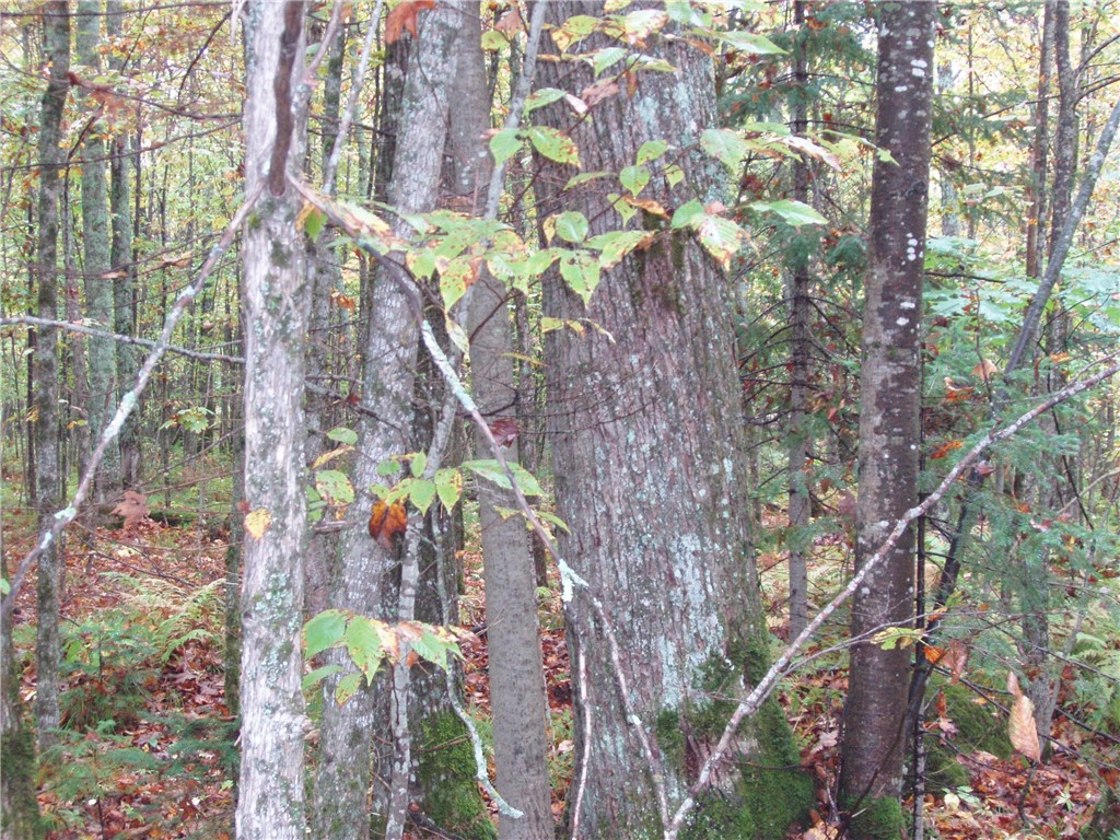 80+/- Acres On Bass Lake Road Park Falls WI 54552 1595724 image4