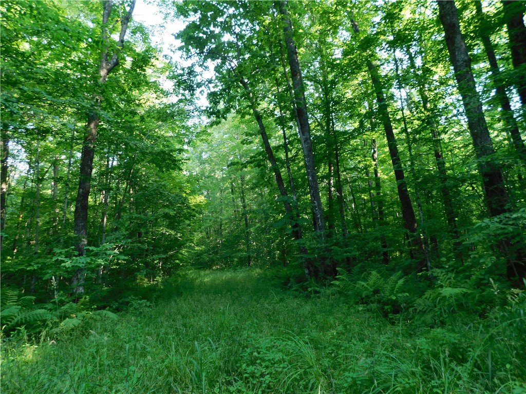 80 Acres Off Of County Road O Ogema WI 54459 1589847 image12