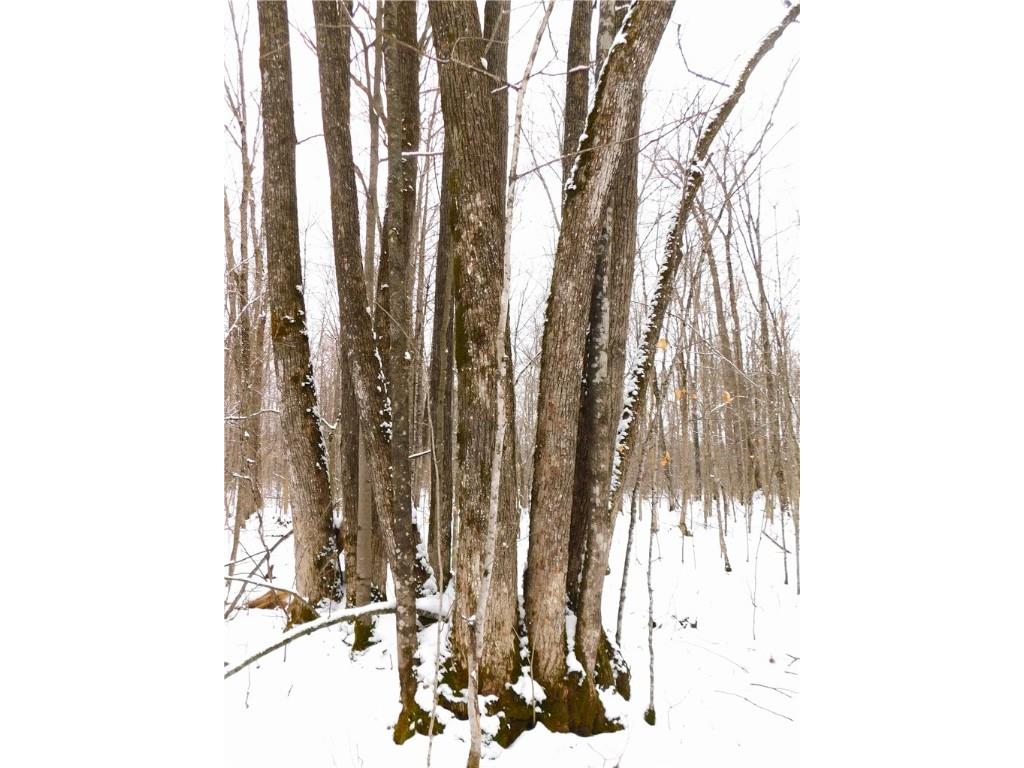 80 Acres Off Of County Road O Ogema WI 54459 1589847 image23