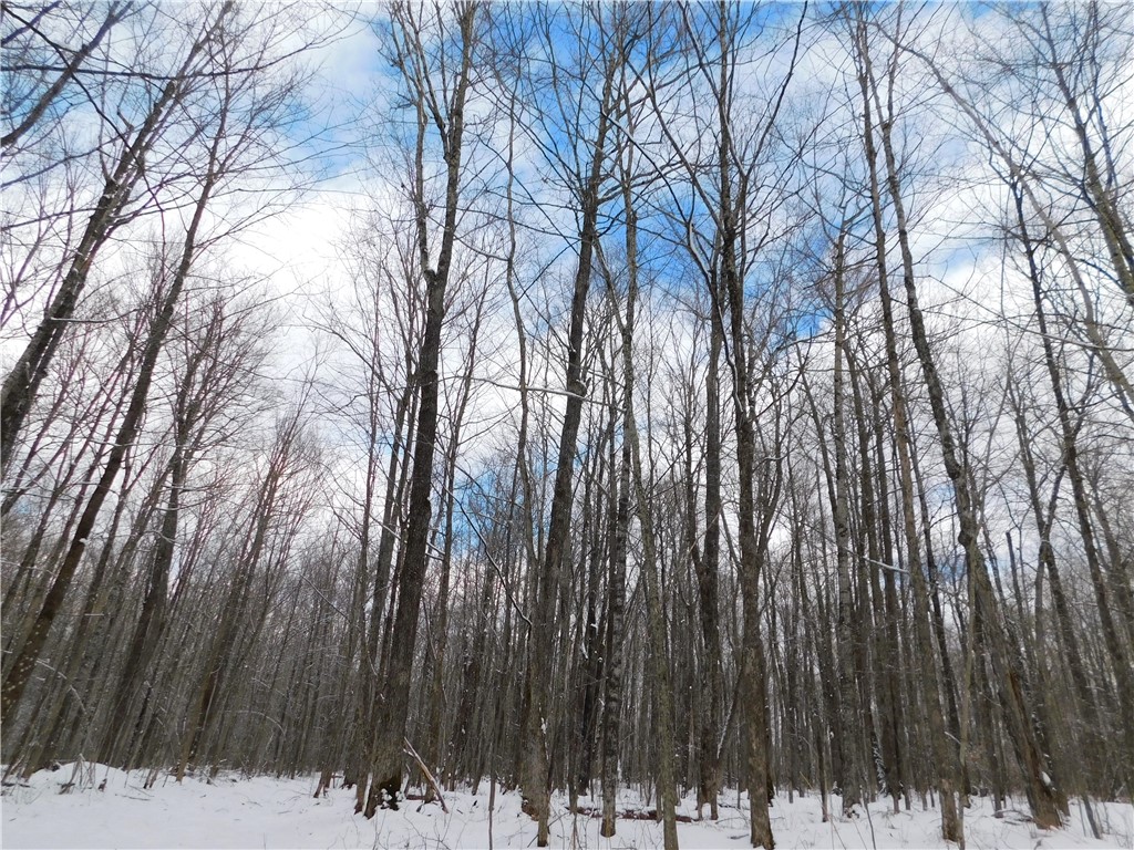 80 Acres Off Of County Road O Ogema WI 54459 1589847 image27