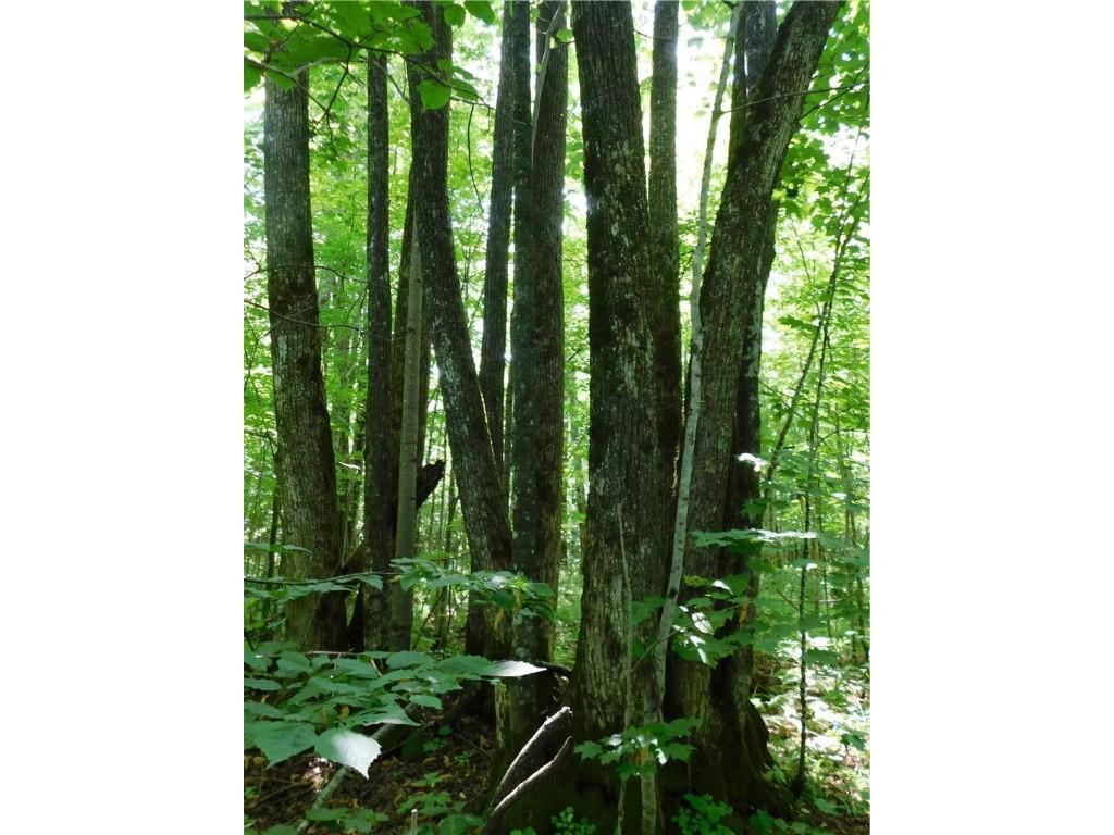 80 Acres Off Of County Road O Ogema WI 54459 1589847 image6