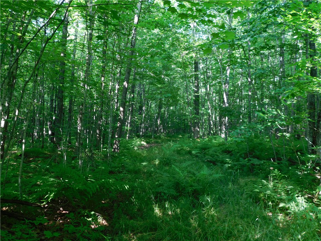 80 Acres Off Of County Road O Ogema WI 54459 1589847 image7