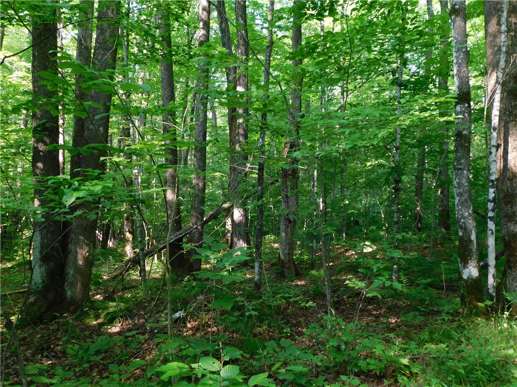 80 Acres Off Of County Road O Ogema WI 54459 1589847 image8