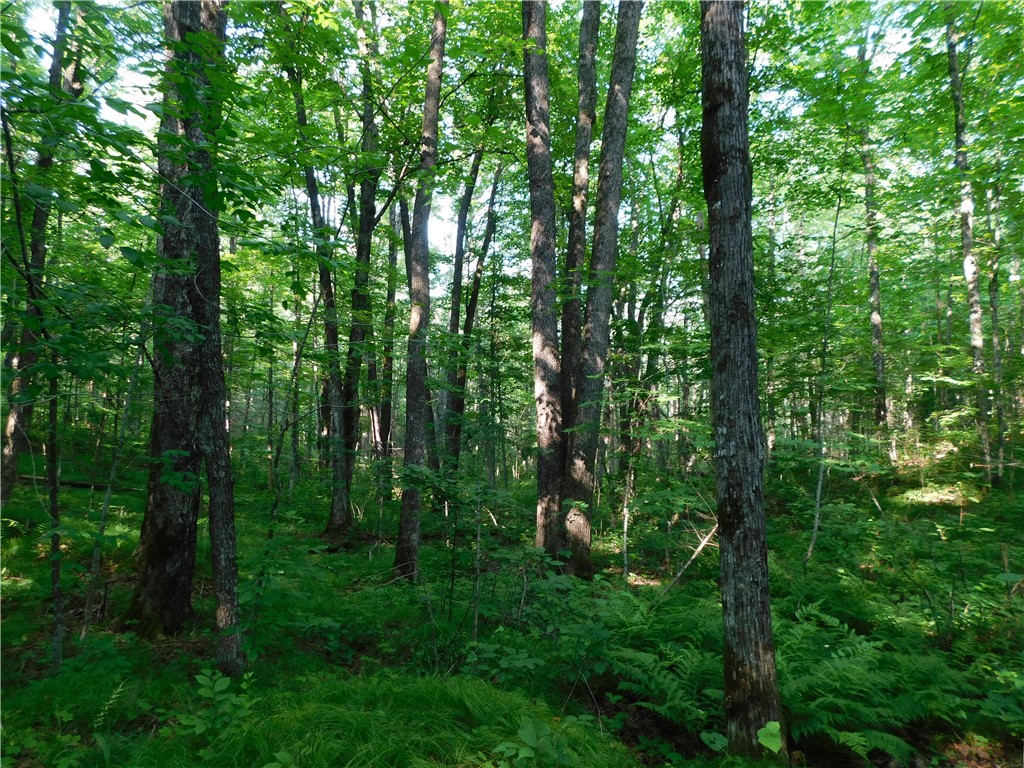80 Acres Off Of County Road O Ogema WI 54459 1589847 image9