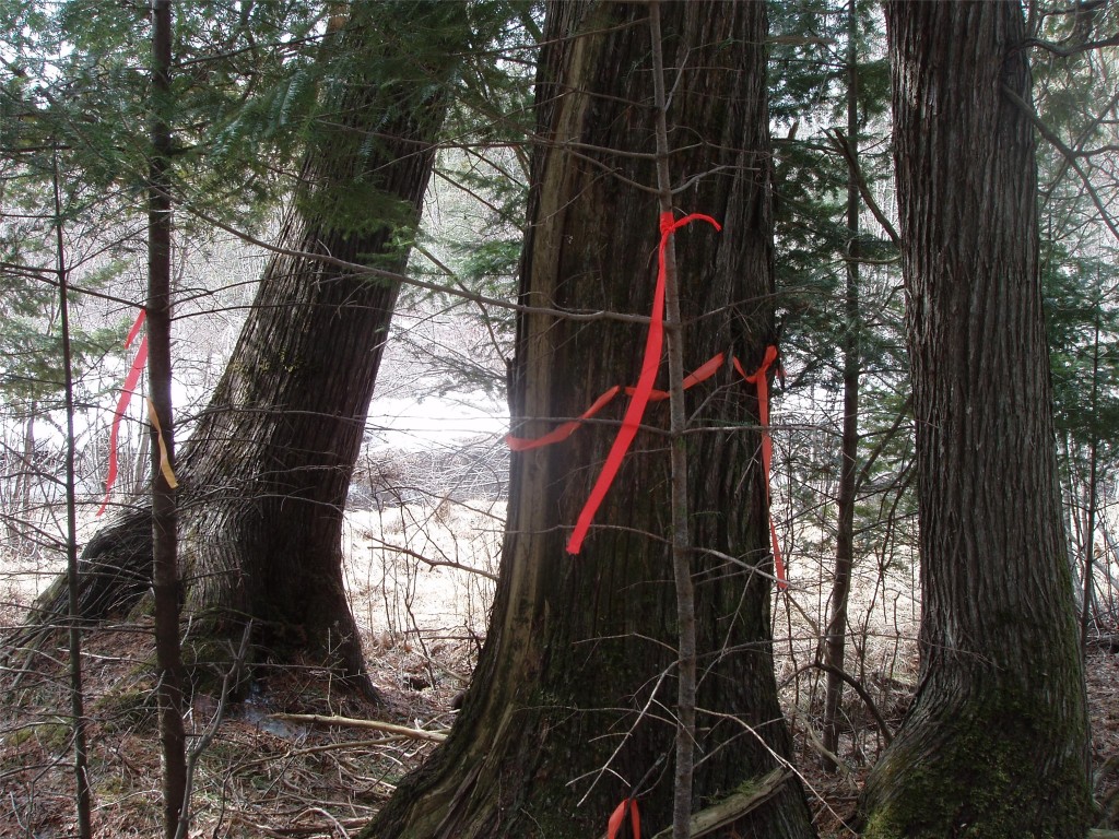 80580 Schwilk Road Glidden WI 54527 1599683 image37