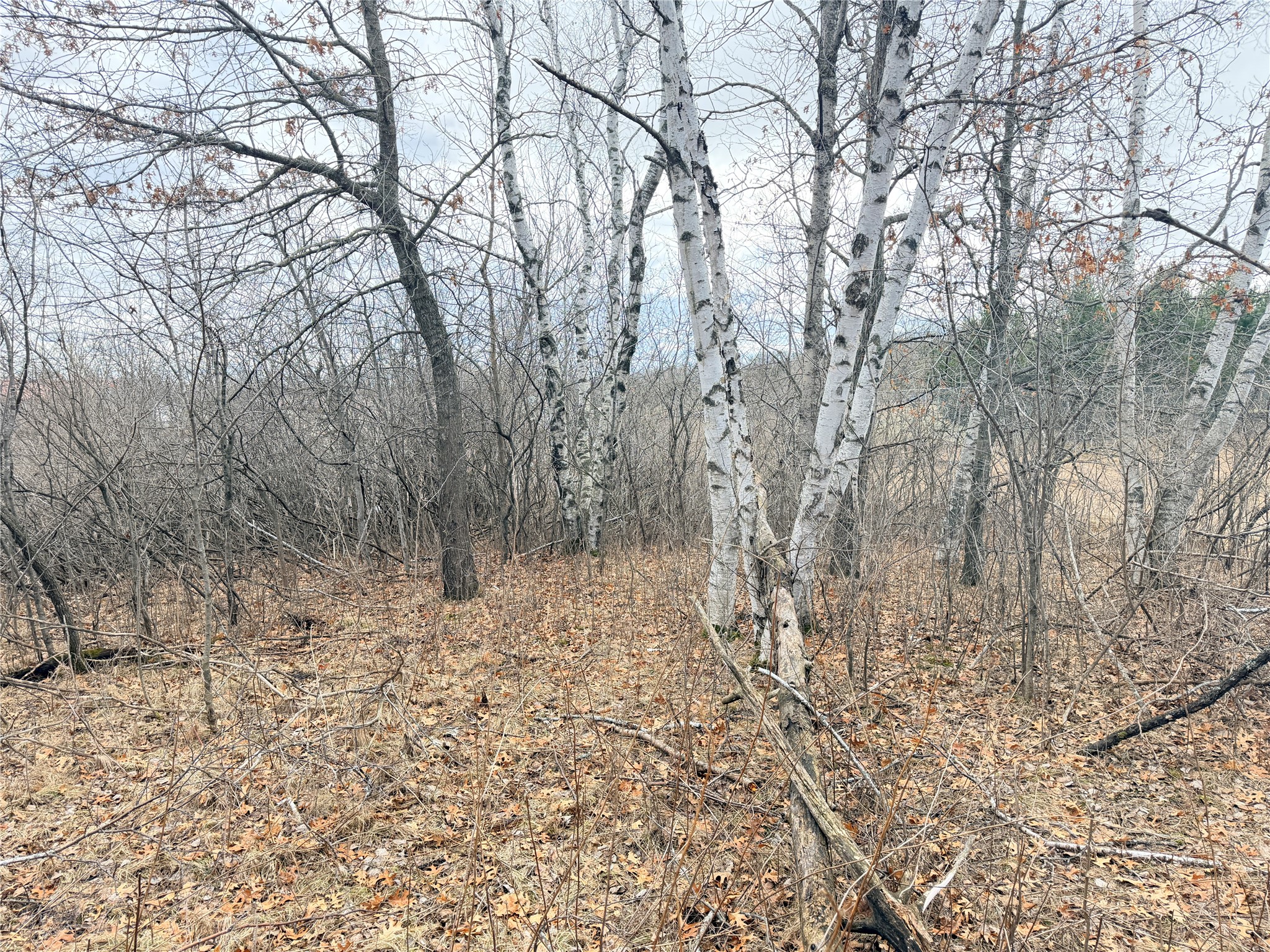 816 S Wisconsin Avenue Rice Lake WI 54868 - Red Cedar 1599759 image5