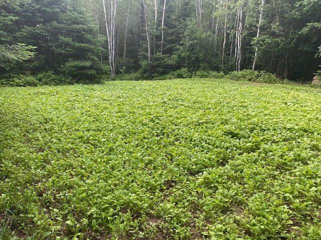 8225 N Blaisdell Lake Road Winter WI 54896 1600828 image17