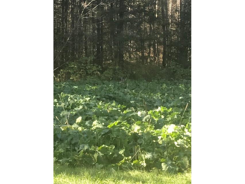 8225 N Blaisdell Lake Road Winter WI 54896 1600828 image18