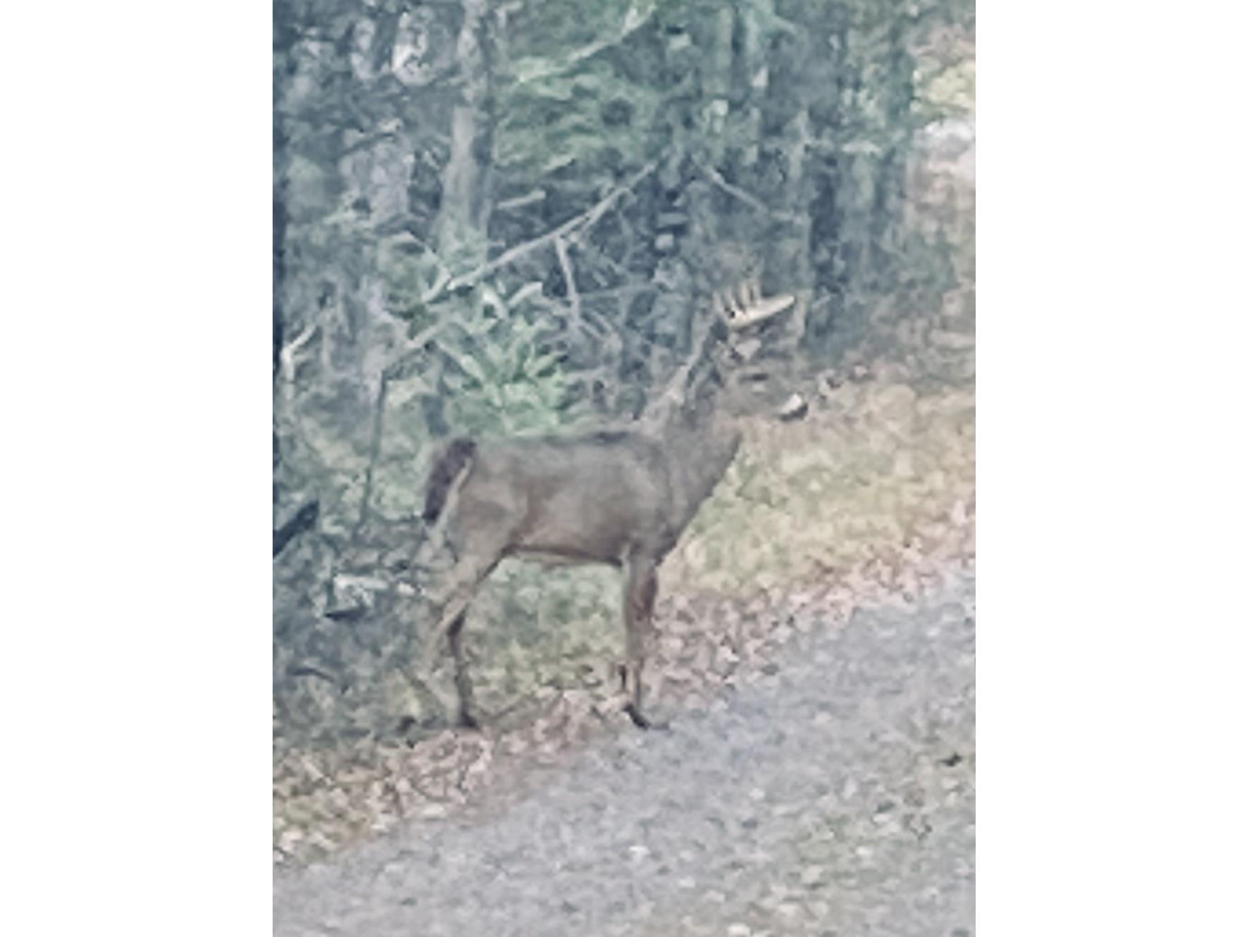 8225 N Blaisdell Lake Road Winter WI 54896 1600828 image26