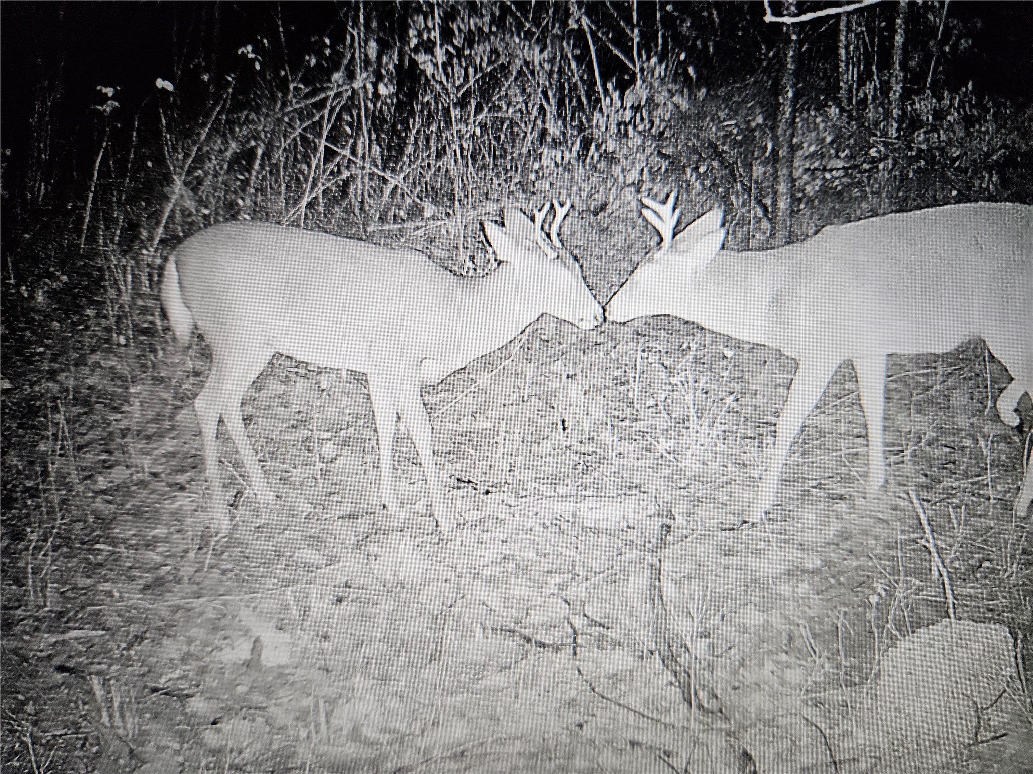 8431 W Hogsback Road Exeland WI 54835 1599529 image20