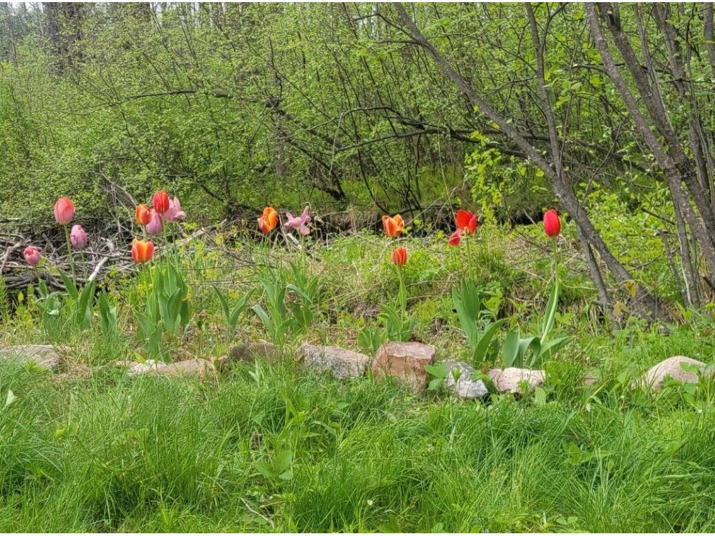 8725W River Road Ojibwa WI 54862 - Chippewa River 1599647 image11