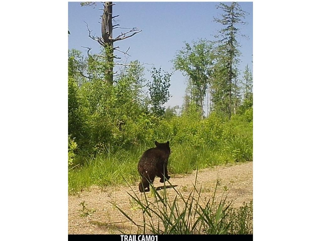 8725W River Road Ojibwa WI 54862 - Chippewa River 1599647 image17