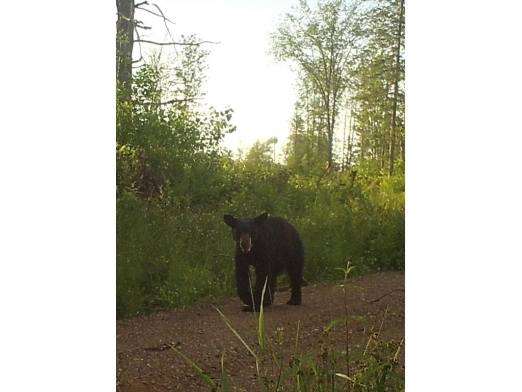 8725W River Road Ojibwa WI 54862 - Chippewa River 1599647 image18