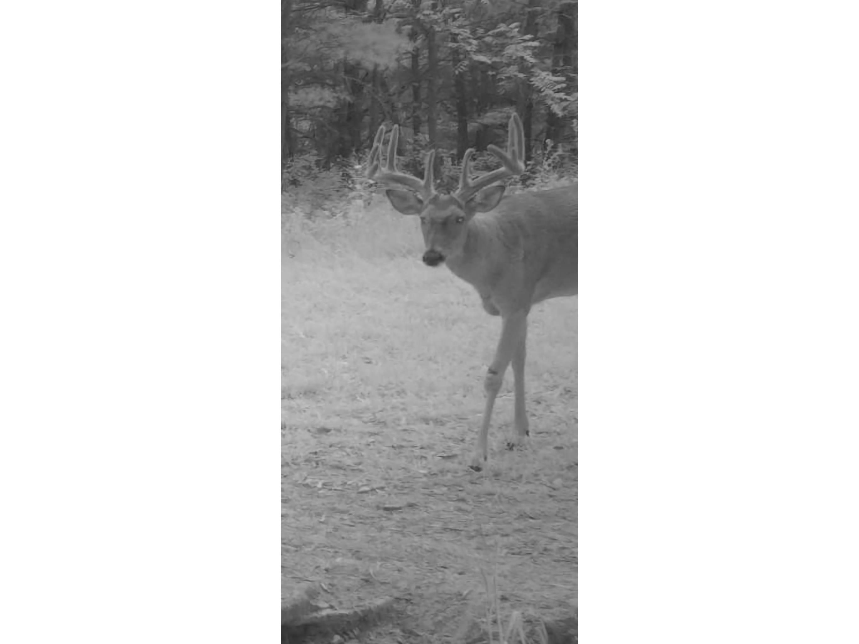 890 S Independence Road Independence WI 54747 1598918 image12