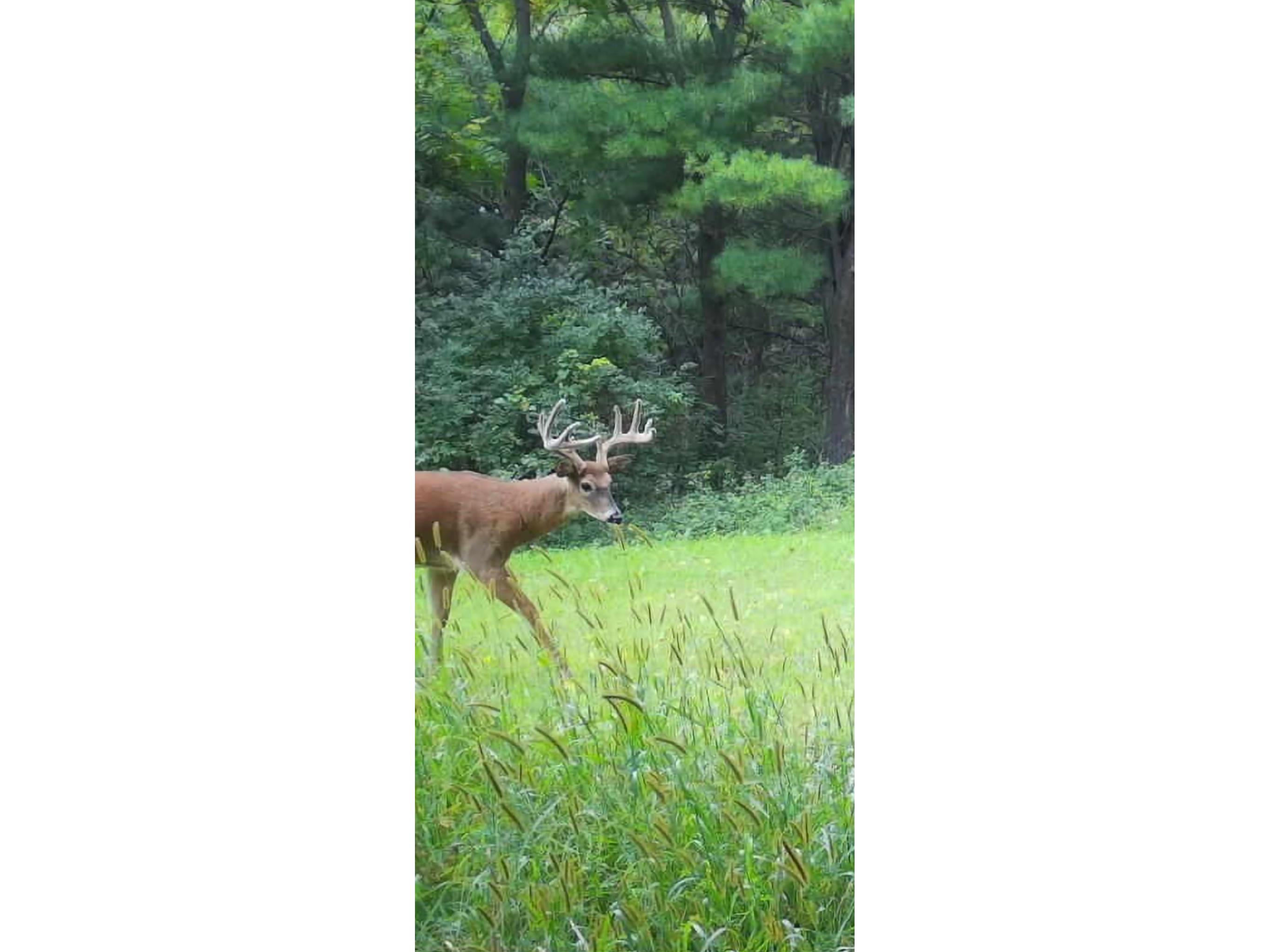 890 S Independence Road Independence WI 54747 1598918 image17