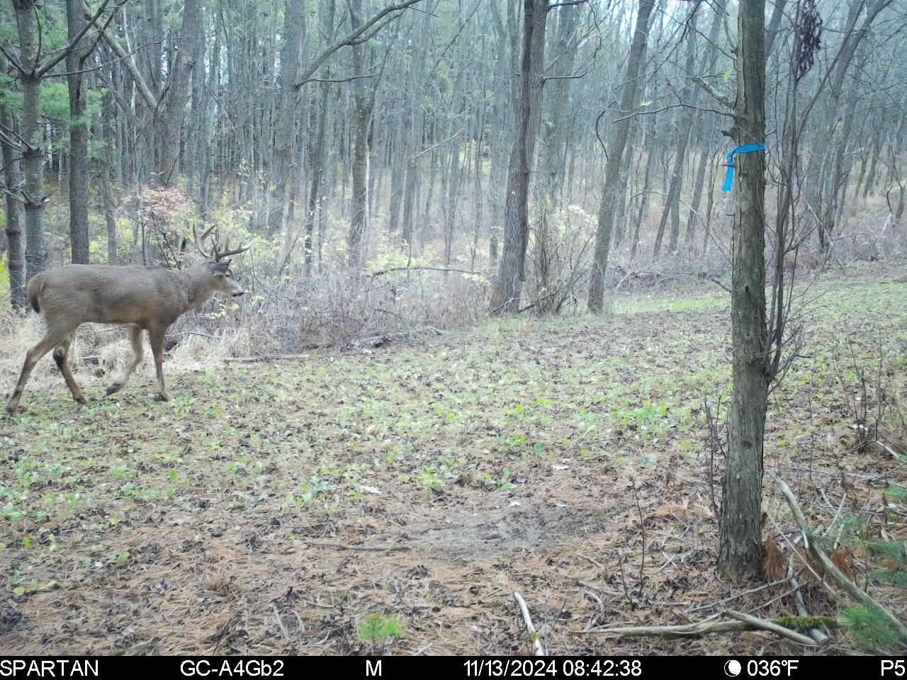 890 S Independence Road Independence WI 54747 1598918 image18