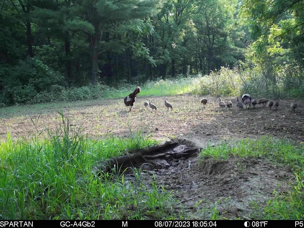 890 S Independence Road Independence WI 54747 1598918 image19