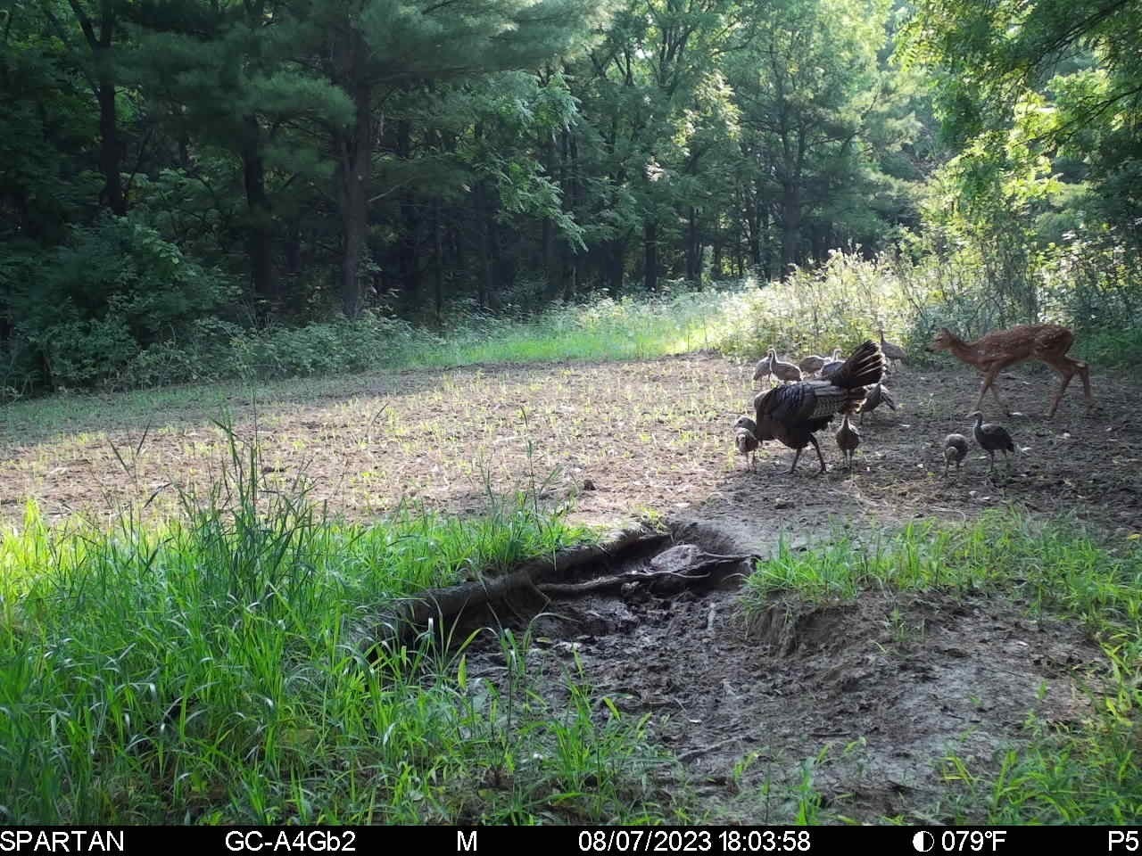 890 S Independence Road Independence WI 54747 1598918 image20